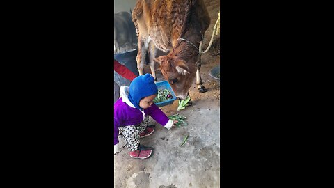 cow in indian village