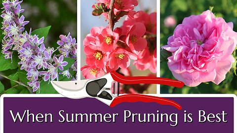 When Summer Pruning is Best
