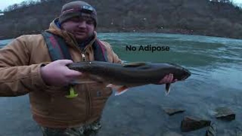 Fishing for Early Winter Steelhead in the Niagara River!