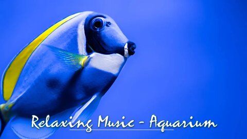 Aquarium Coral Reef Fish Tank - 417Hz Solfeggio - Healing & relaxing music with bubble sound