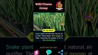 🔥Which plant is the best natural air purifier🔥#shorts🔥#wildfitnessgroup🔥23 November 2022🔥