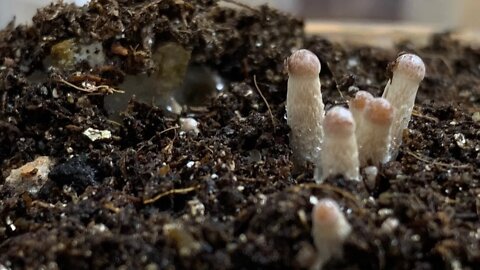 🍄 The Tamp Pins! And a New Project: Reviving Mummified Mycelium 🍄