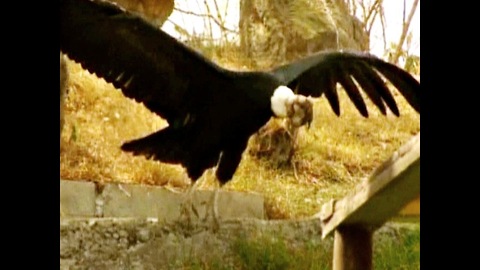 Ecuador Tries To Save Condors