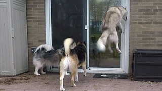 Husky Shows Very Clearly How Excited He Is For Dinner Time