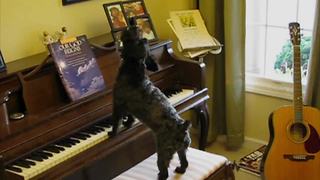 Dogs Play The Piano And Sing