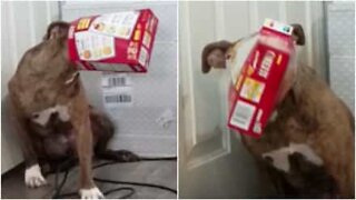 Cadela tenta roubar comida e fica com a cabeça presa na caixa