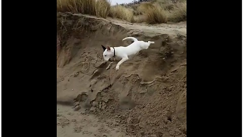 Dog completely wipes out after 10 foot jump