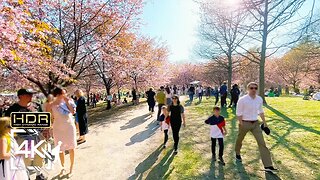 Cherry Blossoms in Helsinki, Finland, Multicultural Spring Walk in Roihuvuori Park 2023 4K HDR