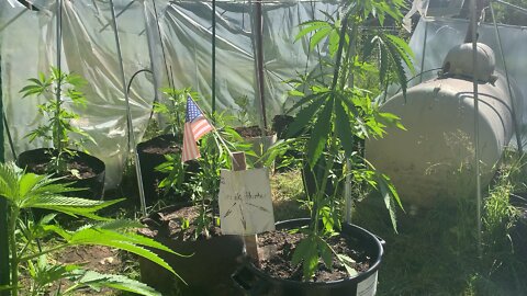 Greenhouse2022© marijuana legal grow gorilla glue flower & seed shortage dry supply