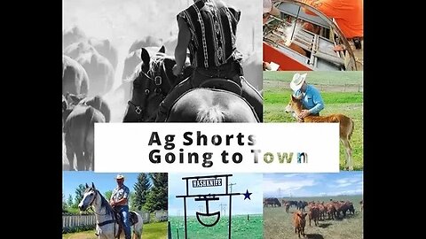 Calves Headed to Town - Ag Shorts