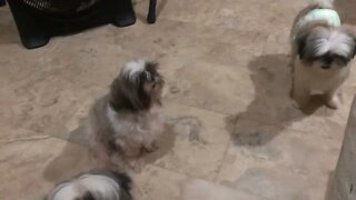 Dinner time with My Shih Tzu Babies