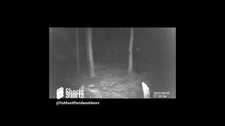 Black Bear stole my feeder