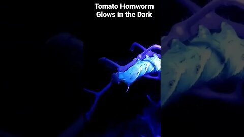 Tomato Hornworm Glows in the Dark #Shorts