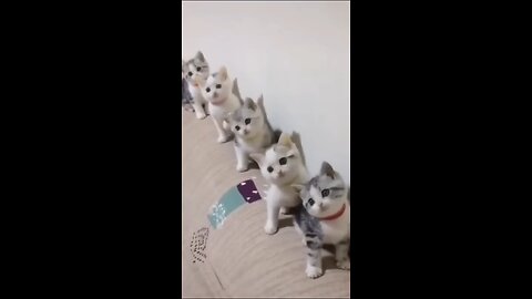 Cutest Cat Videos😍