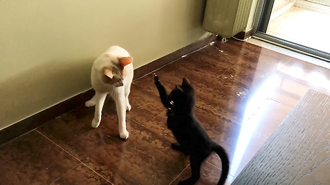 Fearless kitten repeatedly attacks much larger cat