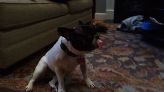 French Bulldog Loves Pacifiers