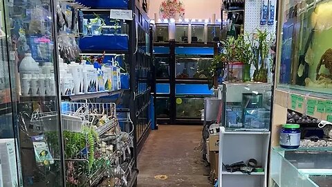 Kangen fish Aquatic Pets Store Tour - this is a hidden Gem in Toronto