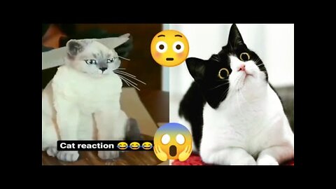 Cats 😆 funny and cute cats 2022