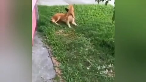 Funny Dog and Cat fight 🐱 VS 🐶