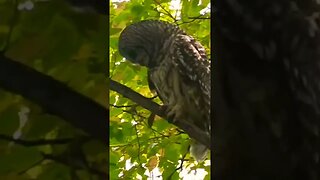 Hoo You Looking At? - Encountered an Owl 🦉 in the Woods with My Dog 🐕 #shorts #nature #pets