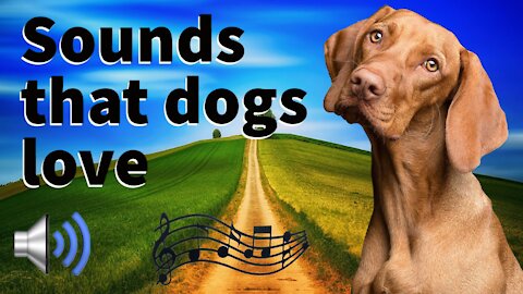 sounds that dogs love
