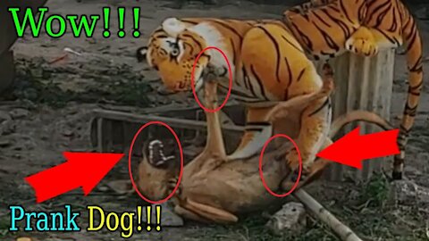 Wow a Fake Tiger Prank Dog Very Funny Try To Stop Laugh Challenge Prank Dog 2021