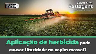 Aplicação de herbicida pode causar fitoxidade no capim massai?Tema de hoje no Foco nas Pastagens