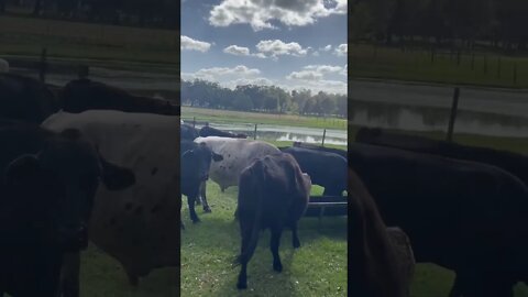 Bull & Calve heading to feeder #bull #calves #cow #cows #ranch #shorts