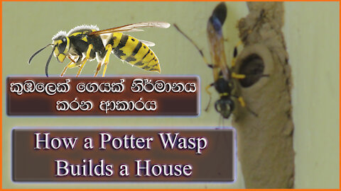 How a Potter Wasp Builds a House | කුඹලෙක් ගෙයක් නිර්මානය කරන ආකාරය | mason wasps |කුඹලා|Potter Wasp
