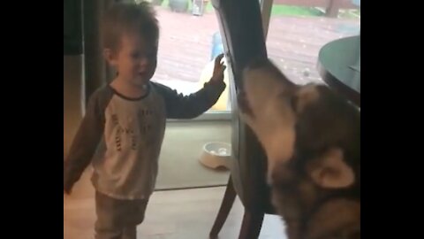 Howling Competition Between Toddler And His Malamute Buddy