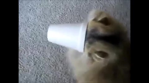 Curious Cat Ends Up With A Cup Stuck On Her Face