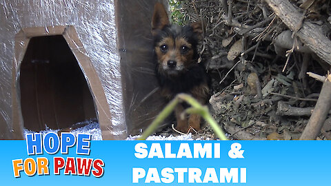 Salami and Pastrami lived on the cold streets until Hope For Paws got the call for help.