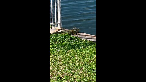 Huge Iguana 🦎