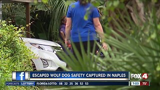 Community at ease after escaped wolf dog is captured in Naples