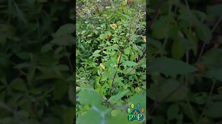 Bumble Bee in the jewelweed.