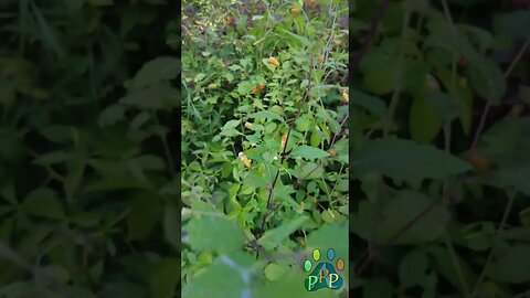 Bumble Bee in the jewelweed.