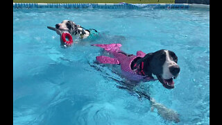 Great Dane loves swimming with her mermaid life jacket