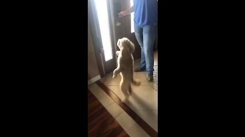 Dancing Doodle shows off adorably funny moves