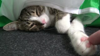 Cute Sleepy Kitty Hides in Cat Tunnel