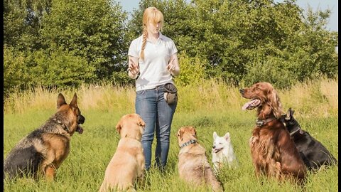 Dog Training 101 : Simple Dog Training Tips