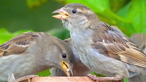 Sparrows Have Moved to a New Feeding Spot Away From the Pigeons