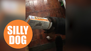 Hilarious moment naughty pooch is caught ‘red-pawed’ with its head stuck in a cheeseburger box