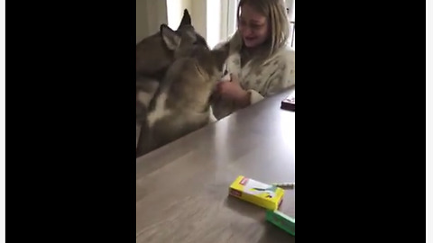 Huskies forcefully claim human's cup of tea