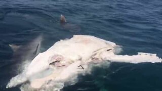 Kahdeksan haita herkuttelee valaan raadolla