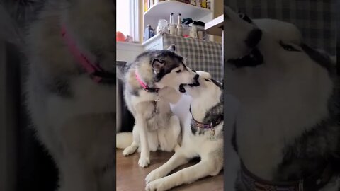 An average day for huskys!