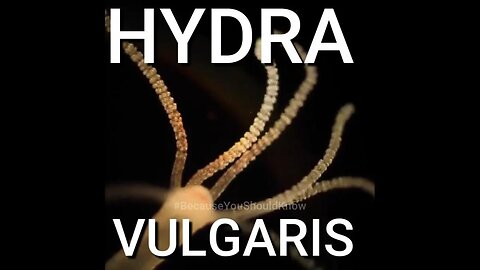 HYDRA VULGARIS MAY BE RELEVANT TO YOU?
