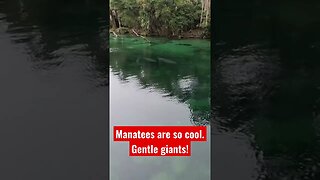 AMAZING Manatees at Blue Spring swimming with babies! #shorts #manatee
