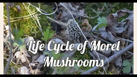 Life Cycle of Morel Mushrooms Early Spring Central Illinois 2023