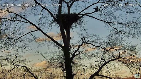 Hays Bald Eagles Mom and Dad Fly into the Nest to Greet the New Season 2022 11 19 16:04