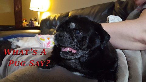 What's A Pug Say?
